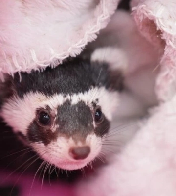 На Запоріжжі поблизу окопів волонтери врятували рідкісну тварину. Таких в Україні залишилося близько 100
