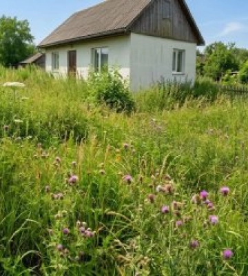 Заросла ділянка — штраф: закарпатців попереджають про покарання за нескошені бур’яни