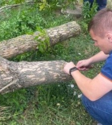 Небезпечний шкідник атакував Ужгород: у місті зріжуть понад 40 дерев