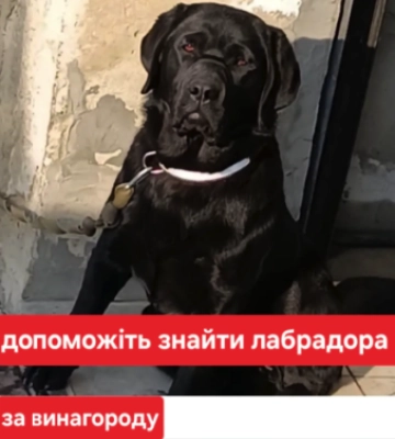 У Чернівцях зник чорний лабрадор: шукають власників