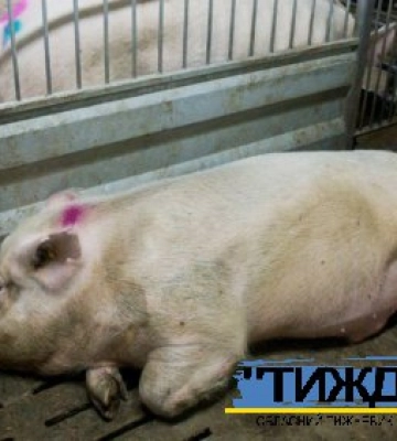 На Сумщині в одному з господарств виявили ДНК вірусу африканської чуми свиней
