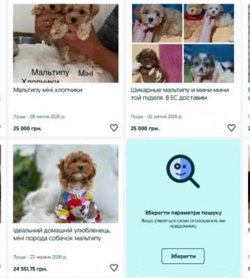 «Золоті» цуценята: у Луцьку продають собаку за понад 200 тисяч гривень