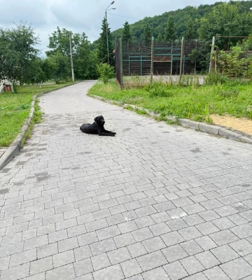 Опівночі у Винниках ображали жінку, яка годувала безпритульного собаку