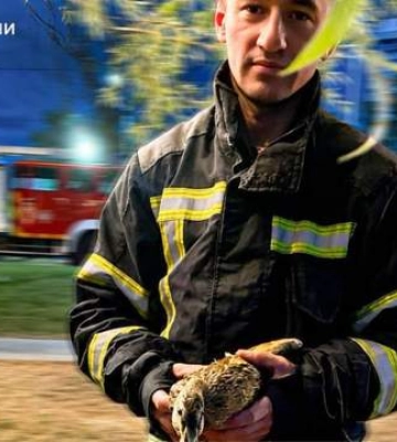 Небольшое приключение со счастливым концом: во Львове спасатели освободили утку из ловушки