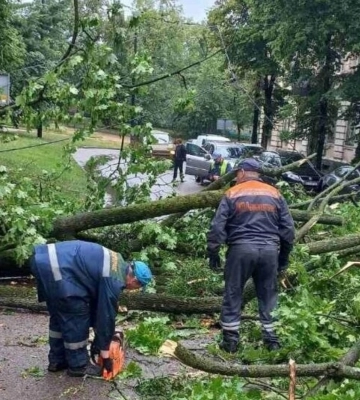 Скорочено маршрут трьох тролейбусів у Львові – впало дерево
