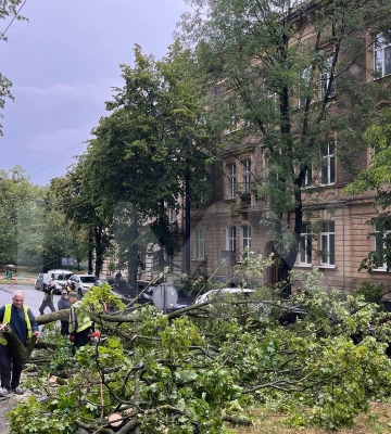 У Львові на вулиці Святого Юра дерево впало на контактну мережу: тролейбуси змінили маршрути