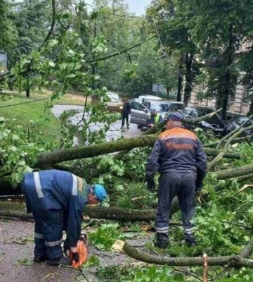 У Львові на вулиці Святого Юра дерево впало на контактну мережу: тролейбуси змінили маршрути