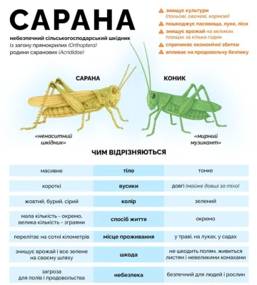 Коли сарана починає становити загрозу та як її відрізнити від коників: пояснення Держспоживслужби Одещини