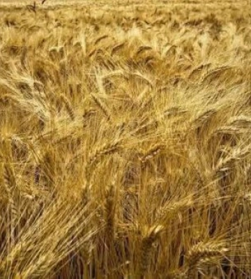 Битва за закарпатський хліб: чому врожай-2026 опинився на межі «тихої катастрофи»