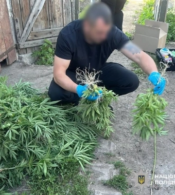 Поліція викрила 11 людей, яких підозрюють у незаконному вирощуванні конопель на Кіровоградщині 