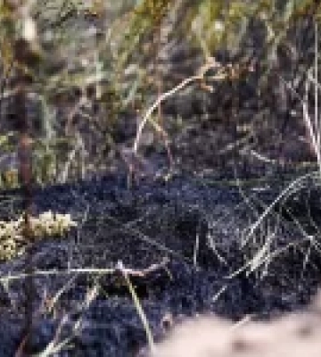 На Київщині рятувальники загасили пожежу лісової підстилки в зоні відчуження