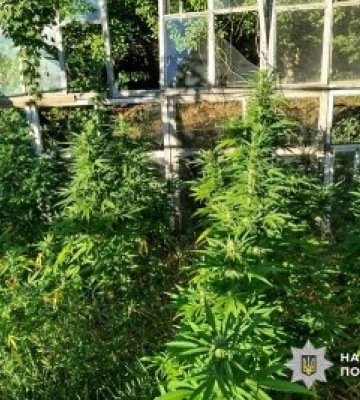 Більше 1500 кущів конопель та десятки кілограмів наркосировини: на Миколаївщині поліцейські задокументували факти незаконного обігу наркозасобів