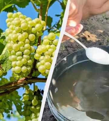 Летняя подкормка винограда: чем полить куст для сладких и крупных ягод