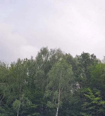 Львів під загрозою грози та шквального вітру: що радять рятувальники мешканцям міста