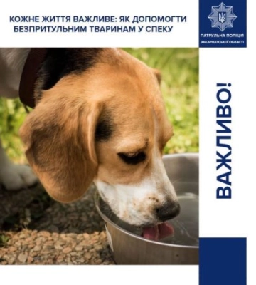 Спека загрожує не лише людям: закарпатців закликали рятувати тварин від небезпечної температури