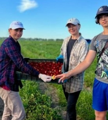 Директорка волинського ліцею під час відпустки збирає до 140 кілограмів полуниці за день