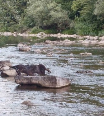НП на Закарпатті: у річці на Великоберезнянщині знайшли труп дикого кабана (ФОТО)