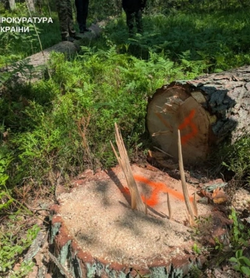 Суд зобов’язав відшкодувати майже 4,8 млн грн за незаконну вирубку лісу на Рівненщині