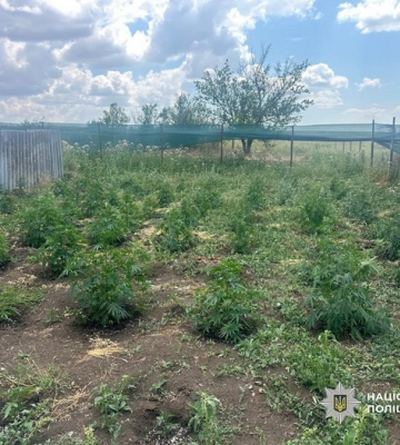 На Одещині у наркоаграрія вилучили «врожай» на мільйони гривень