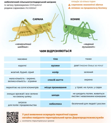 Необроблені поля Одещини стали головними осередками розмноження сарани 