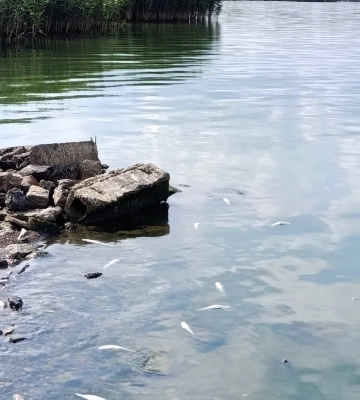 На Одещині з’ясовують причини замору риби в лимані 