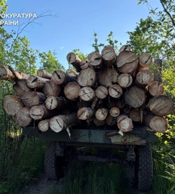 Жителя Рівненщини судитимуть за незаконну порубку 12 сосен