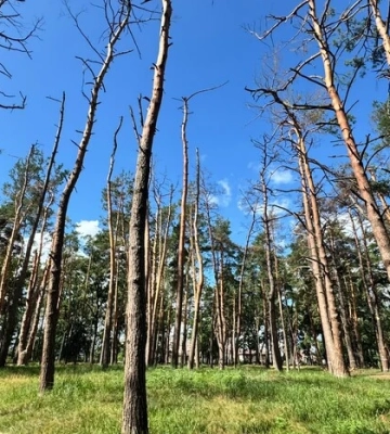 Обстріли Києва: у Микільському лісництві задокументовано пошкодження понад 100 дерев