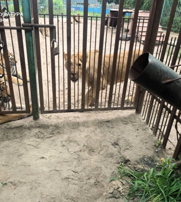На Полтавщині левиця у центрі реабілітації тварин напала на дитину - розпочато розслідування