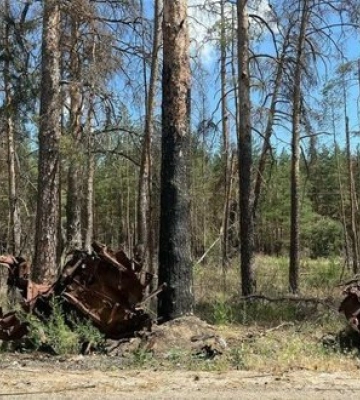 Війна знищила майже третину лісів нацпарку "Святі Гори" на Донеччині, - ОВА. ФОТОрепортаж