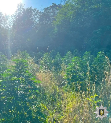 На Вінниччині поліцейські викрили ще одну наркоплантацію та розбираються з іх власником. ФОТО