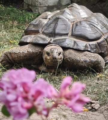 У Черкаси прибула пара гігантських черепах (ФОТО, ВІДЕО)