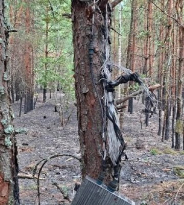 Лісову пожежу після атаки російського дрона на Київщині ліквідували за кілька годин, - "Ліси України". ФОТО