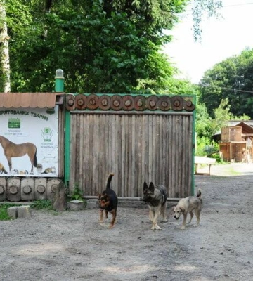 У Львові розіграють автомобіль за донат, щоб купити буси для порятунку тварин