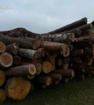 На Волині судять екслісничого, який організував незаконну порубку дерев на 1,9 млн грн