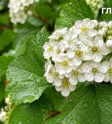 Після спеки — комфортне тепло й місцями грози: погода на 25 липня 2026 року
