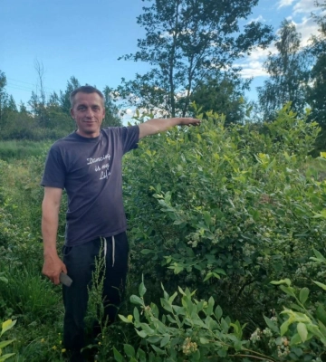 Родина з Волині восьмий рік вирощує лохину і заробляє вдома: ягідний бізнес замість закордонних заробітків