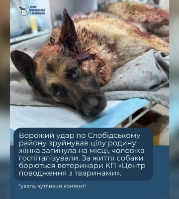 Хозяйка погибла: врачи борются за жизнь овчарки, раненной в Харькове