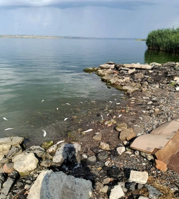 Замор риби на Одещині: фахівці перевіряють зв'язок із російськими обстрілами, - ФОТО