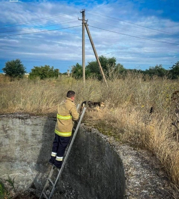 На Одещині врятували собаку, який годинами був у глибокій ямі, - ФОТО