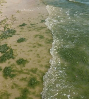 Чому водоростей на одеських пляжах стає все більше