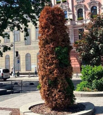 Туї, які всохли навпроти пам'ятника Шевченку у Львові, видалять