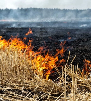 За добу на Львівщині вигоріло понад 6,5 гектара землі: сталося 10 пожеж в екосистемах