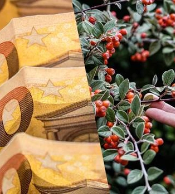 Иначе выпишут штраф: вот где ни за что нельзя собирать ягоды в Европе