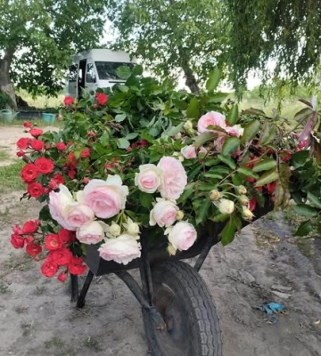 Волинянин знайшов справу життя на Буковині та понад 25 років вирощує троянди й фруктові дерева