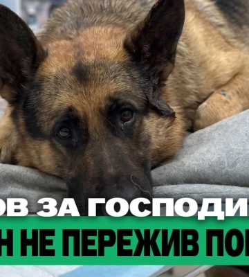 “Бандероль” убила пса; ворог просунувся на Харківщині – підсумки 28 липня