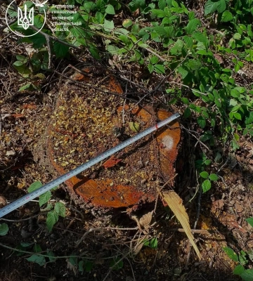 На Волині незаконно вирубали понад 250 дерев: збитки перевищили 1,1 мільйона гривень