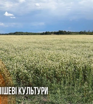 "Урожай добрий, але все вирішує ціна": як на Рівненщині фермери вирощують нішеві культури (ВІДЕО)