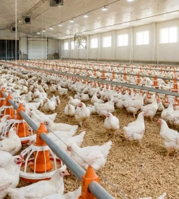 Цена — $3,5 млн. В Украине выставили на продажу птицеводческий комплекс