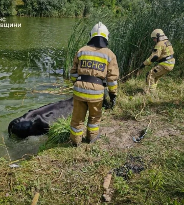 На річці Рось корова впала у воду та не могла вибратися: деталі рятувальної операції  