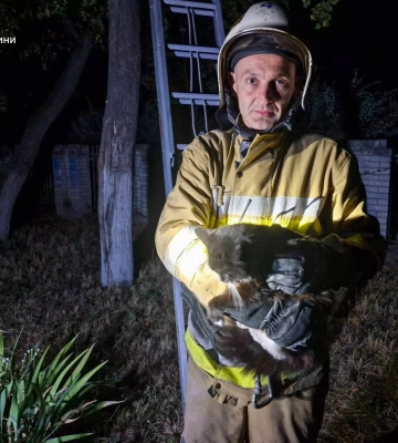 На Київщині рятувальники зняли з високого дерева пухнастого верхолаза, - ДСНС